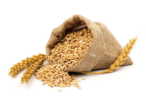 100% Organic A Grade Natural Wheat