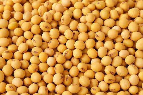 Natural Organic Soya Bean For Cooking Use