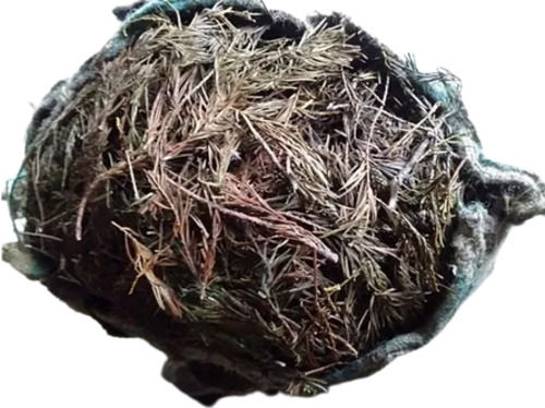 A Grade 100% Pure And Natural Dried Talispatra Ayurvedic Herb