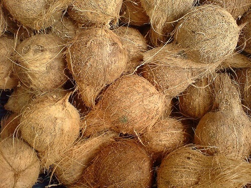 100% Pure Natural Semi Husked Coconut By Homemade Indonesia / CV Sumatera Indah Production