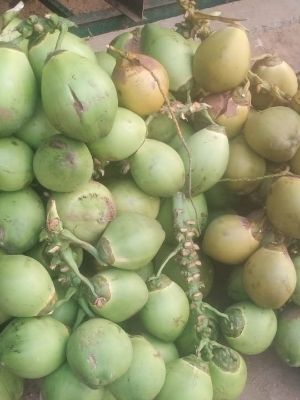  स्वास्थ्य के लिए अच्छा कीटनाशक मुक्त हरा नारियल