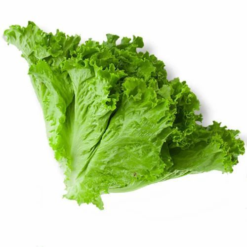 Nutritious And Fresh Green Leaf Lettuce, Rich In Taste