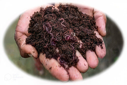 Black Vermicompost Organic Fertilizer