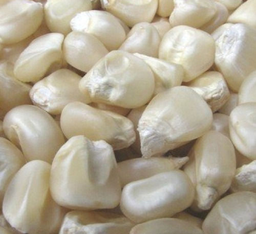 25 Kilogram Bags Fresh And Natural White Corn With Health Benefits