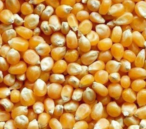 25 Kilogram Bags Fresh And Natural Yellow Corn With Health Benefits