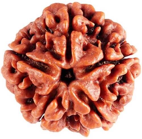 5 mukhi rudraksha