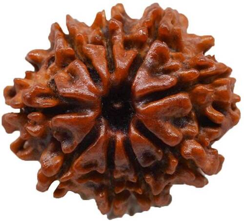 A Grade Lightweight Round Shape Hindu Religious 9 Mukhi Rudraksha