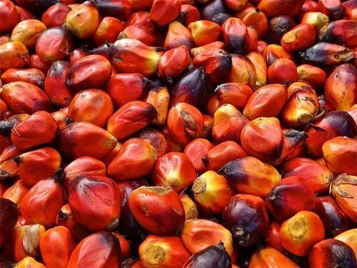 A Grade Palm Oil Nuts Seeds