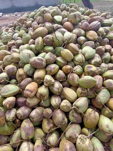 Fresh Brown Husked Mature Coconut
