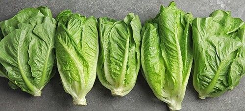 Pesticide Free Romaine Green Lettuce