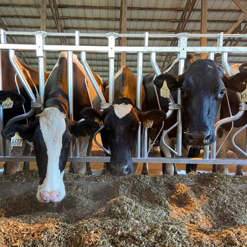 Dairy Cattle Head Lock at Best Price in Nadiad | Dariy Fram