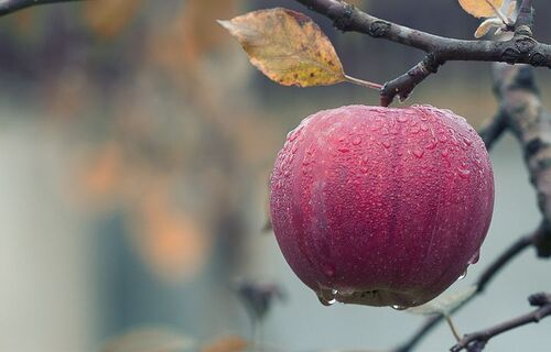 Automatic Kashmiri Apple  