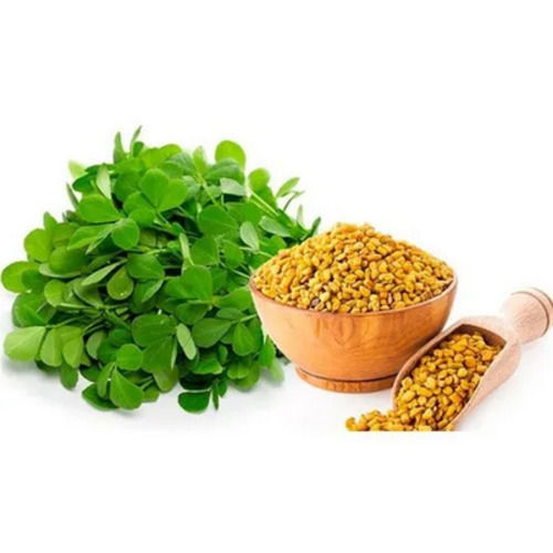 A Grade 100% Pure And Natural Fenugreek Dry Herbal Extract