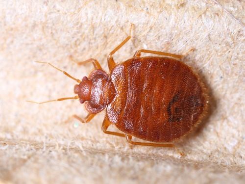 bed bugs pest control services