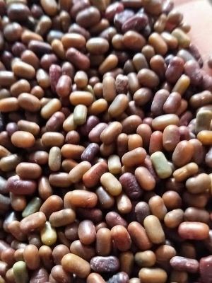 Free From Impurities Sesbania Seed