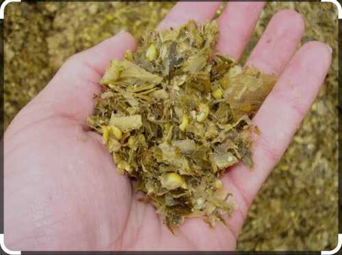 Natural Dried Corn Silage For Cattle Feed Use