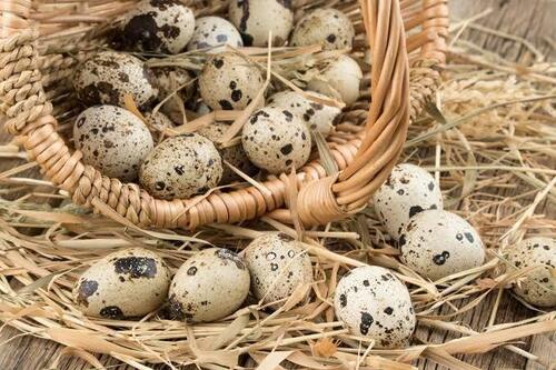 Natural Color Eggs For Bakery And Human Consumption