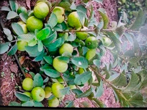 Guvava Plant For Garden And Nursery 