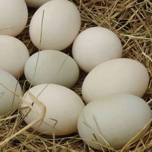 Hatching Eggs  High Valley Hatchery