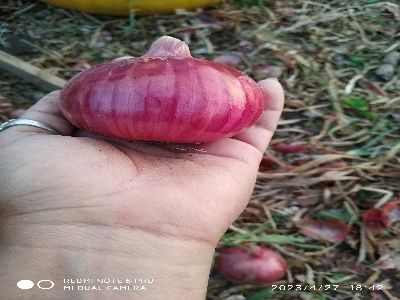 red onion