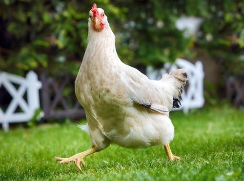 White Live Broiler Chicken Birds