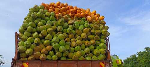 Green Fresh Coconut Good For Health