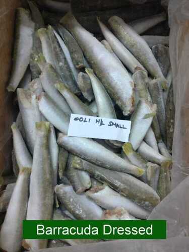 Frozen Eel Fish Wholesale Supplier in Chennai, Tamil Nadu - Ashira