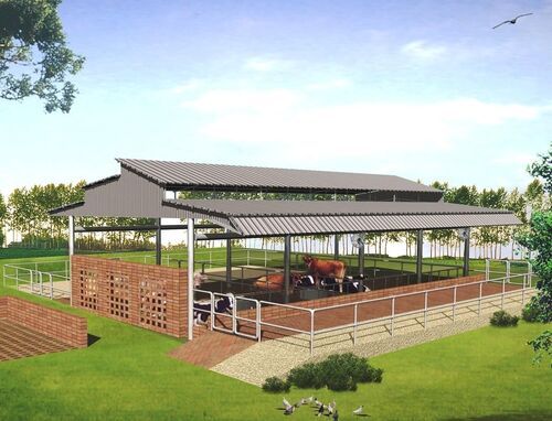 Cow Dairy Farm Shed For Commercial Use