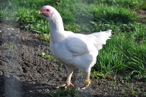 Disease Free White Hen