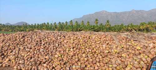 Green Coconut For Cooking And Religious Use