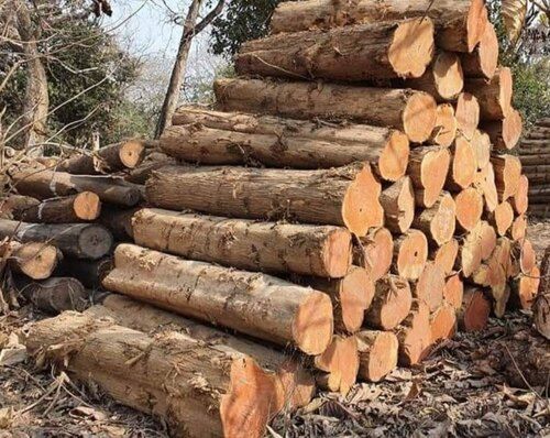 Round Shape Solid Sagwan Wood Logs For Furniture Manufacturing