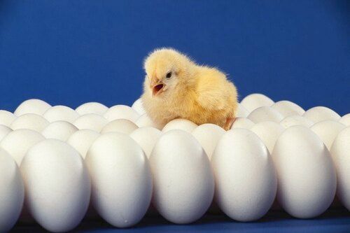  घरेलू उपयोग सफेद मुर्गी के अंडे 
