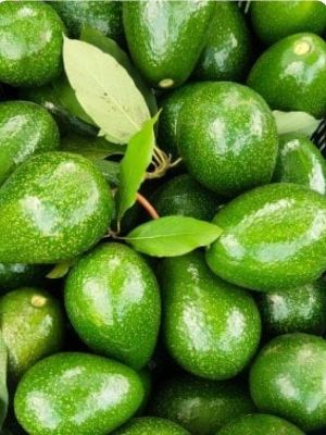 Rich In Taste Green Avocado Fruits