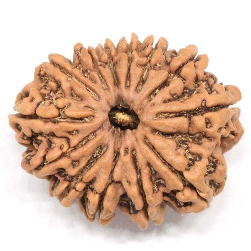  A Grade Lightweight Round Shape Hindu Religious 13 Mukhi Rudraksha Gender: Women