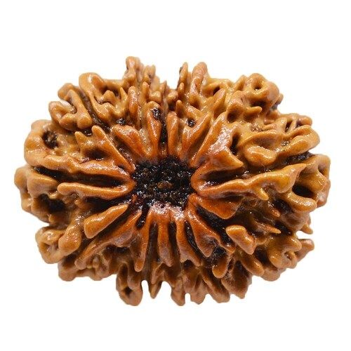 A Grade Lightweight Round Shape Hindu Religious 12 Mukhi Rudraksha