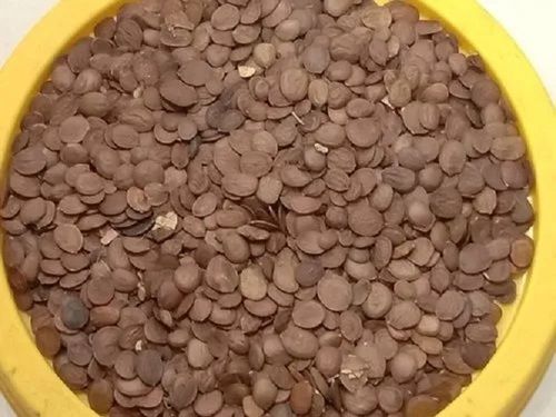 Agriculture Bauhinia Tree Seeds Application: Digital Printing