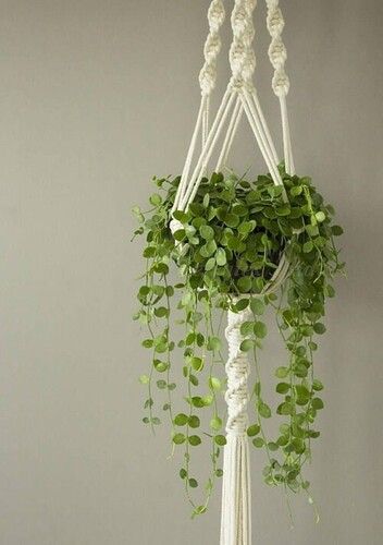 Natural Ph103 Macrame Plant Hanger