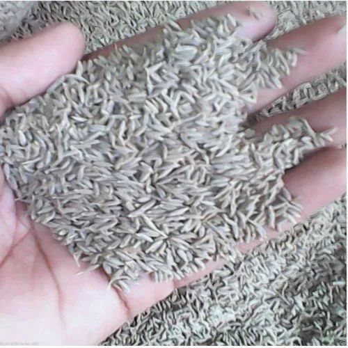 A Grade And Dried Cumin Seeds Storage: Room Temperature