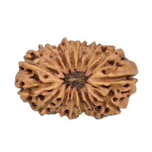 Premium Quality 15 Mukhi Rudraksha