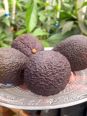 avocado fruits