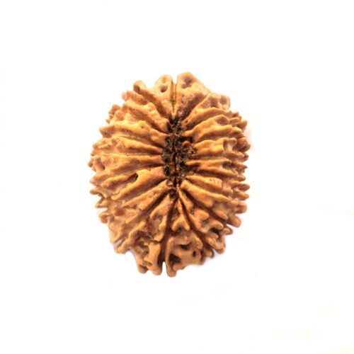 Lightweight Round Shape Hindu Religious 17 Mukhi Rudraksha Length: 6.2 Cm