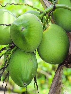 Rich In Taste Green Fresh Tender Coconut