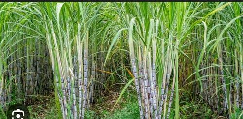 Sugarcane