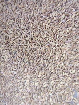 Sun Dried Brown Organic Wheat