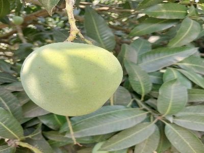 langra mango