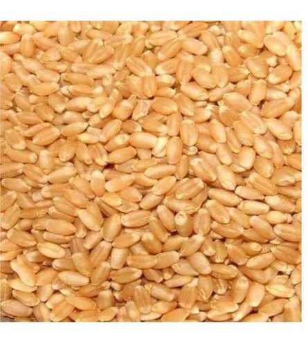 100% Pure And Organic A Grade Lokwan Wheat