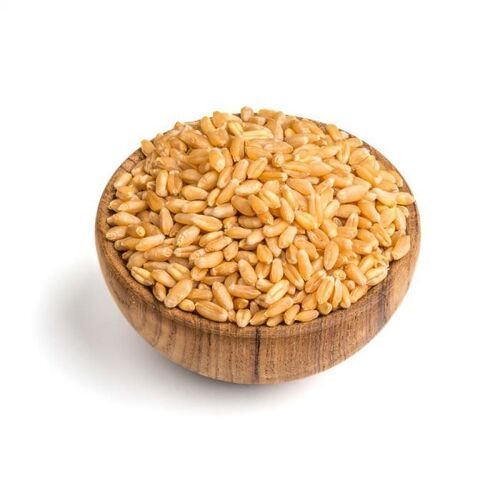 100% Pure And Organic A Grade Wheat