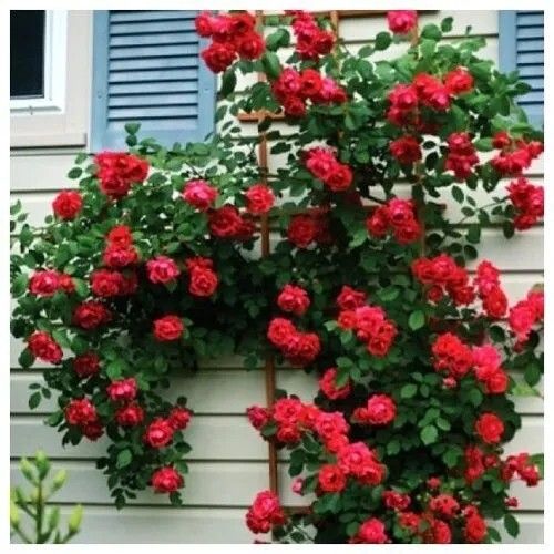 Full Sun Exposure Hybrid Rose Plant For Garden