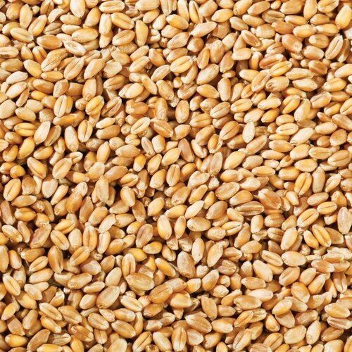 Natural And Healthy Whole Wheat Grains