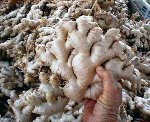 Export Fresh Ginger Root Shelf Life: 4 Months